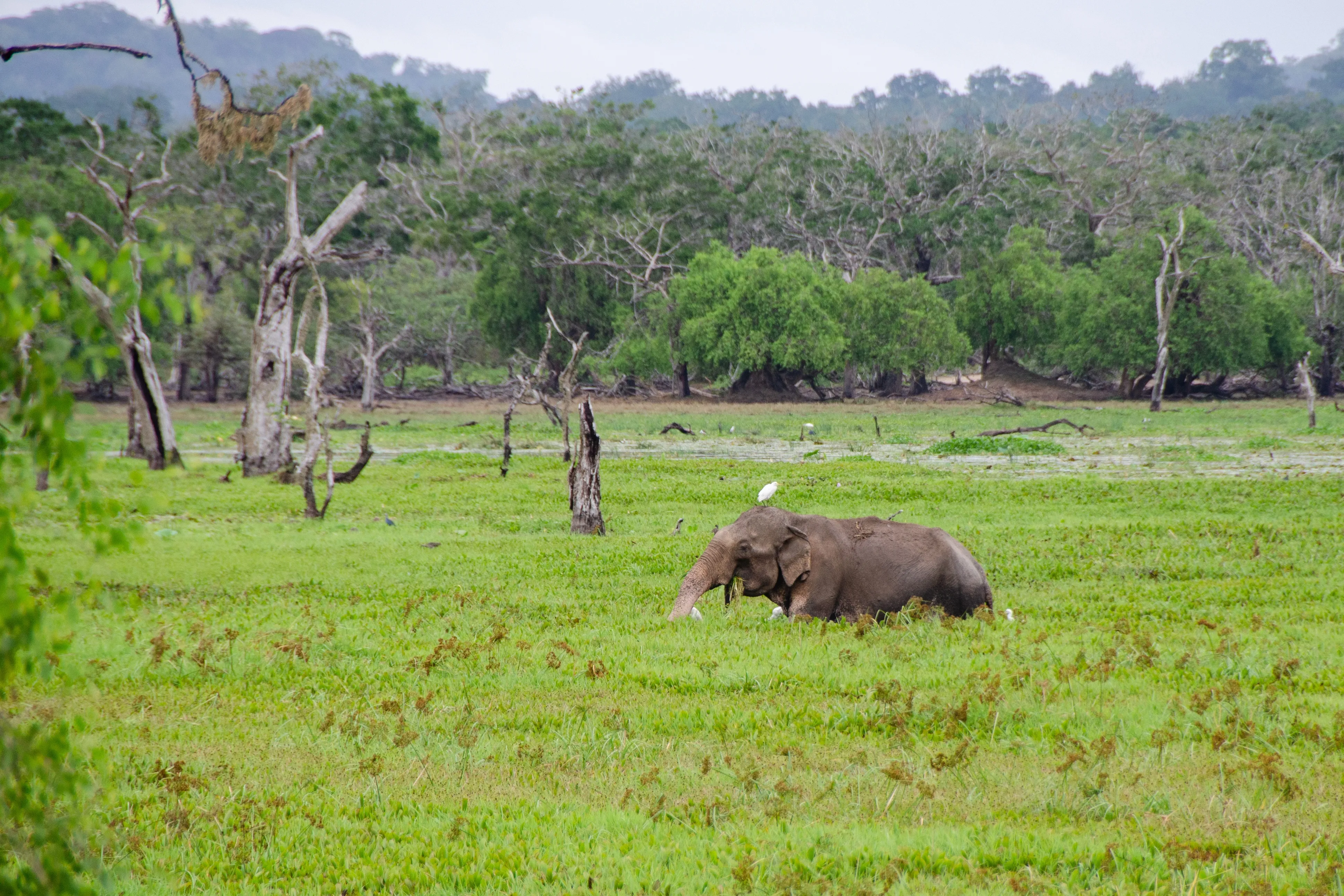 Udawalawe National Park - Sabaragamuwa Province